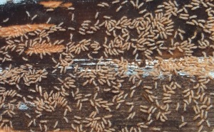 ヤマトシロアリ　